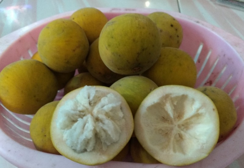 Sensasi Menikmati Buah Kecapi Khas Betawi